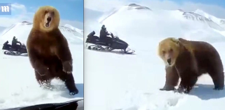 Video: despiertan a un oso que hiberna, lo persiguen y así reacciona el animal | Redes