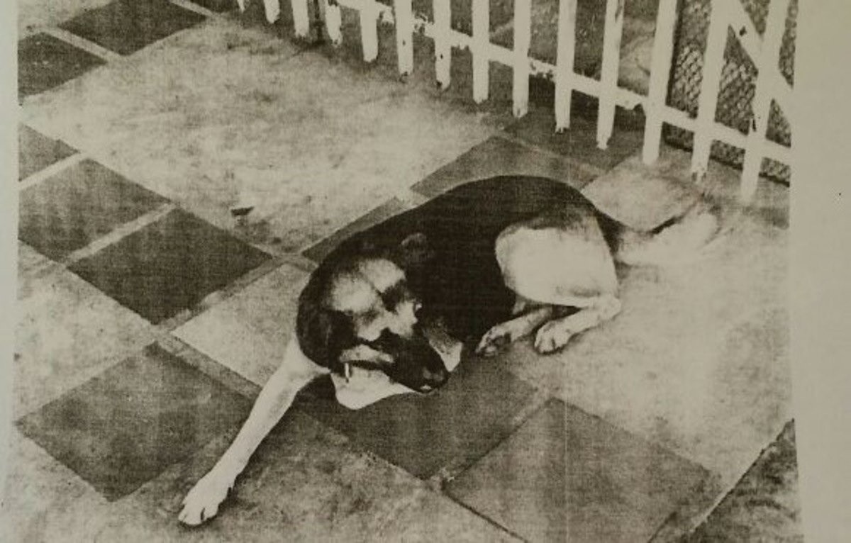 Misiones: un juez ordenó la detención de un perro por "molestias y daños de consideración" | Curiosidades