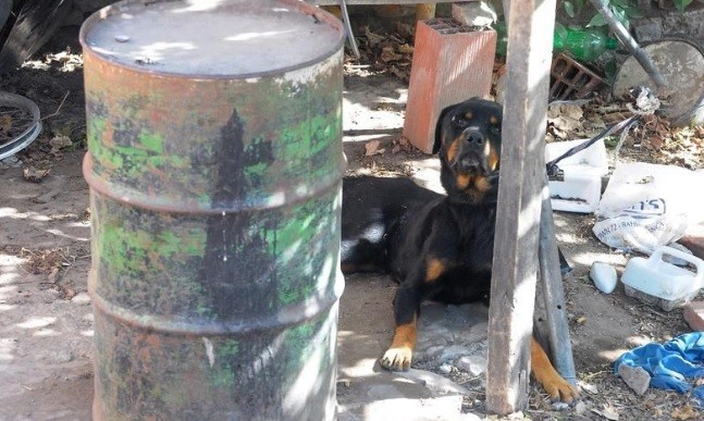 Piden que adopten a los perros del Clan Benítez, la familia abusadora de mujeres | Actualidad