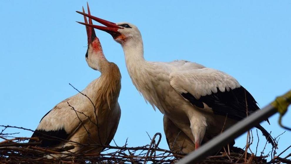 Amor animal: la cigüeña que recorre 13 mil kilómetros todos los años para visitar a su pareja que no puede volar | Redes