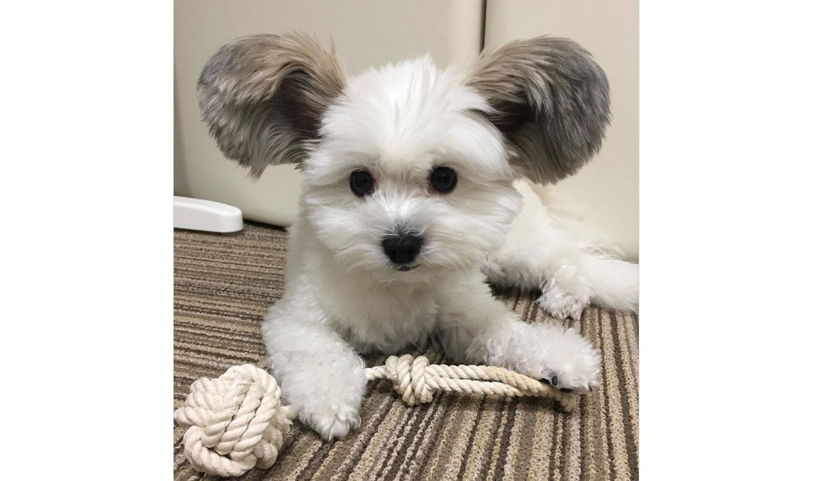 "Goma" el perro con orejas de Mickey, es el nuevo mimado de Instagram | Redes