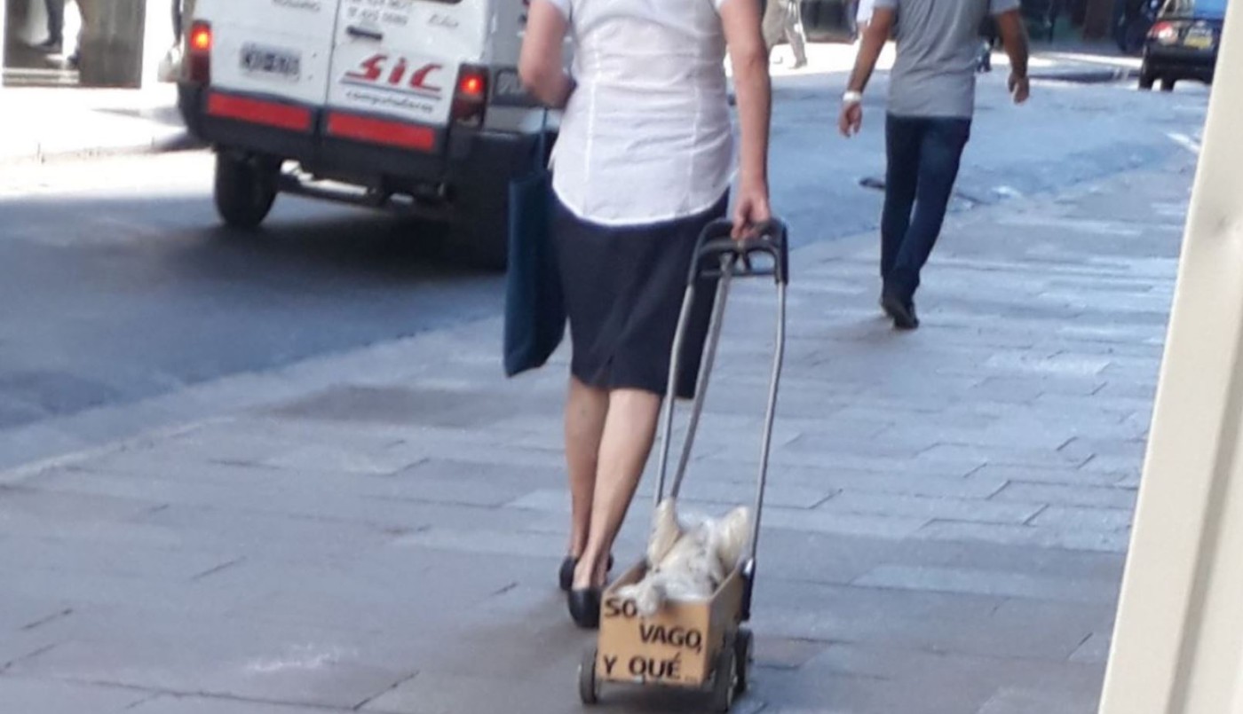 "Soy vago y qué", el perrito rosarino que es furor en las redes sociales | Redes