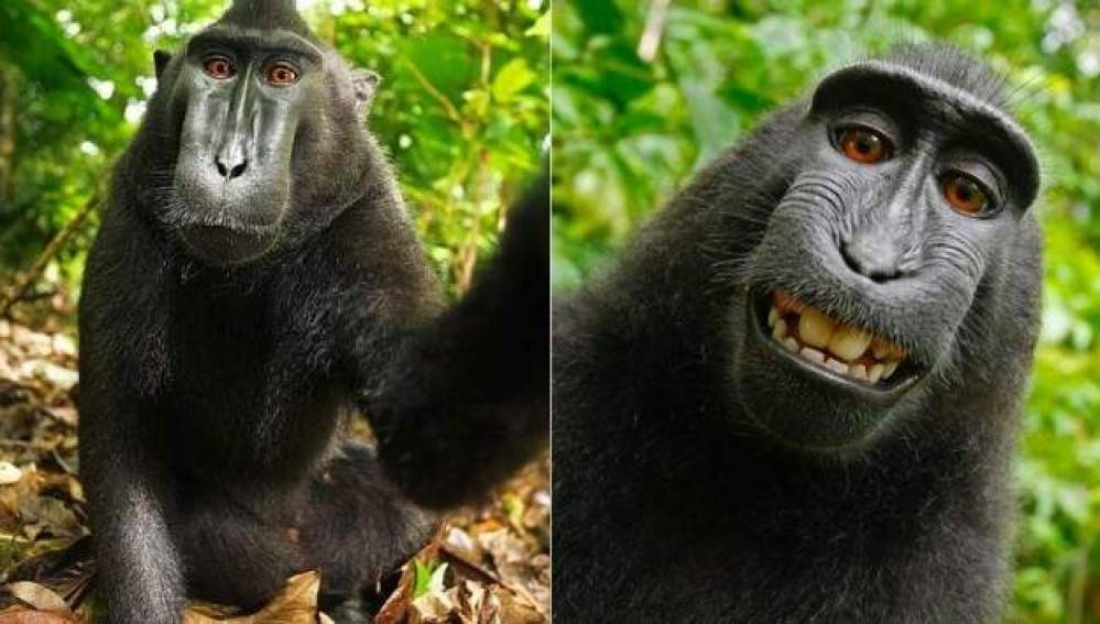 El mono Naruto no podrá cobrar por sus fotos virales | Redes