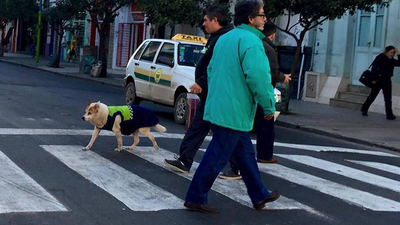 Murió Azul, el perro de la Policía tucumana que paseaba uniformado por el barrio | Curiosidades