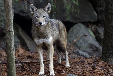 Desalmado: un cazador mató a la última loba salvaje de Dinamarca | Curiosidades