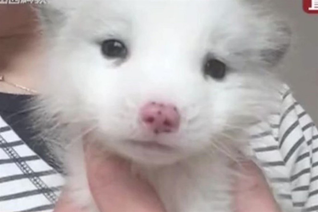 Compró un perro pero no ladraba: lo llevó al veterinario y descubrió que era un zorro | Redes