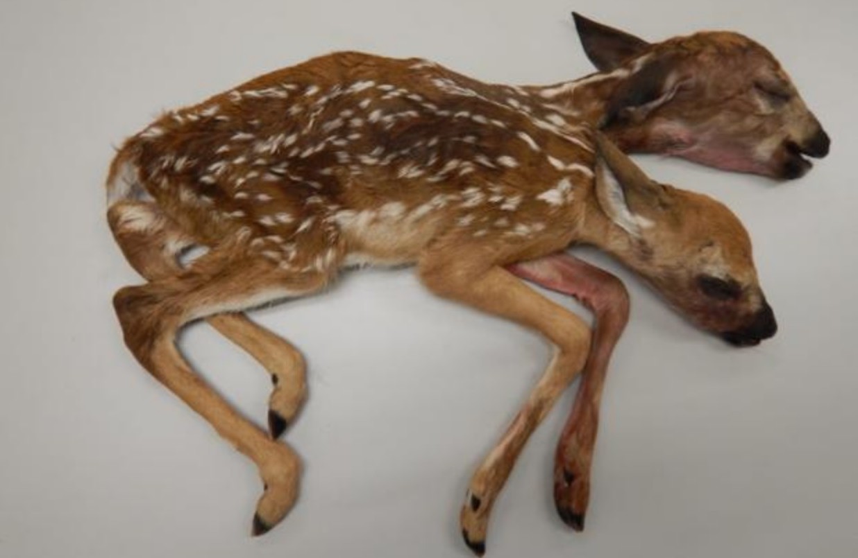 Un ciervo de dos cabezas: "Es sorprendente y extremadamente raro" | Curiosidades