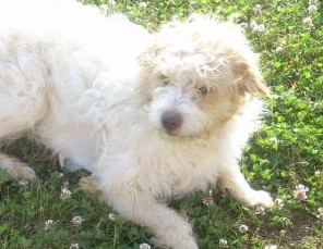 Un italiano de 90 años le dejó a su perro una herencia de un millón de euros | Redes