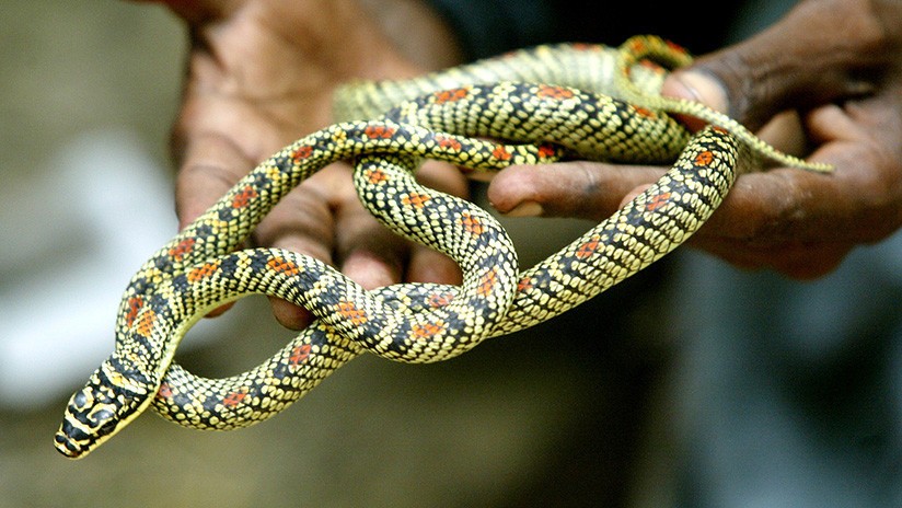 Una nena de tres años murió tras ser amamantada con leche envenenada | Internacionales