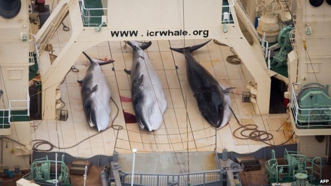 Denuncian que Japón cazó 122 ballenas embarazadas en el mar antártico | Internacionales