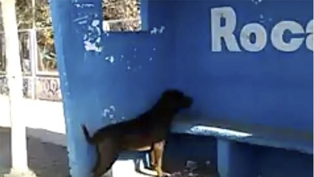 El extraño caso del perro que lleva tres días mirando una pared | Redes