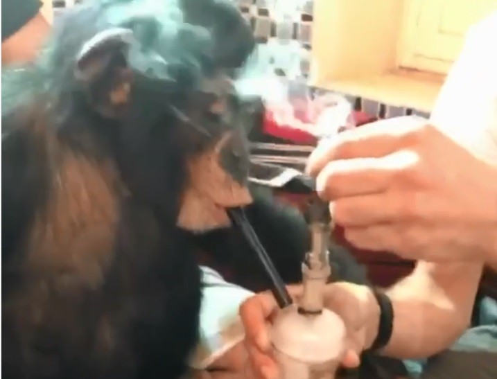Indignación viral: bloguero hizo fumar a un mono y publicó el video | Redes