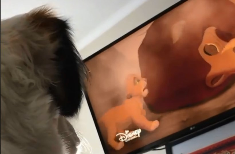 La perrita que llora al ver una triste escena del Rey León | Curiosidades