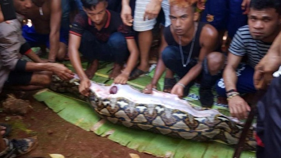 Horror en Indonesia: hallaron a una mujer desaparecida dentro de una pitón | Internacionales