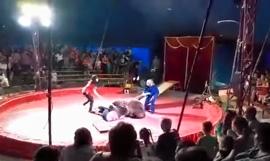 Fuerte video: feroz ataque de un oso a un empleado de un circo en pleno show | Redes