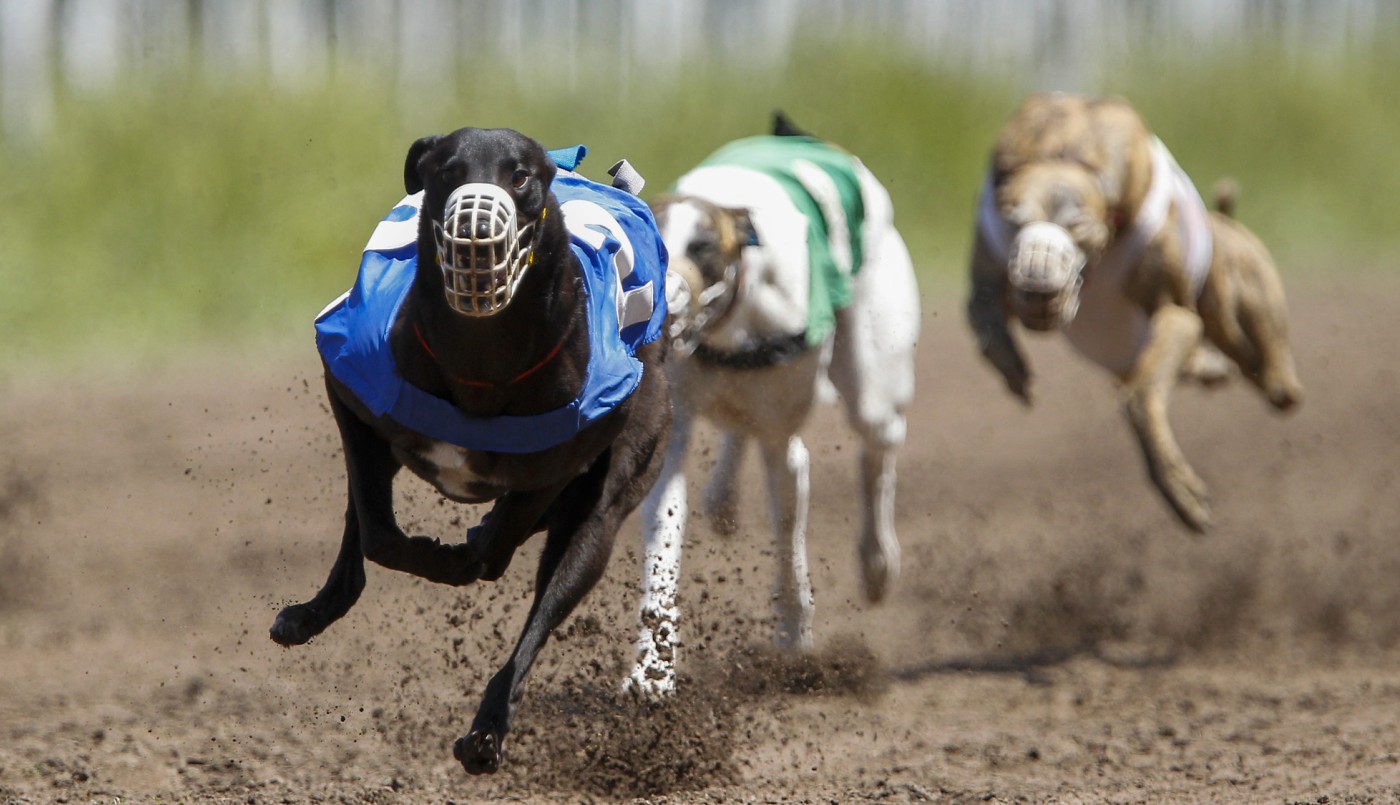 Un galgo ganó una carrera con un tiempo extraordinario y descubrieron que había sido drogado con cocaína | Redes