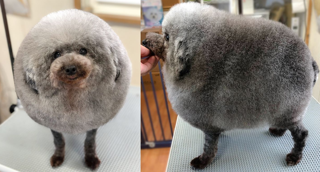 Un caniche fue a la peluquería y su "nuevo look" lo convirtió en un fenómeno viral | Redes
