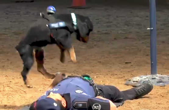 Increíble video: un perro de la policía "salvó" a un agente al practicarle RCP | Redes