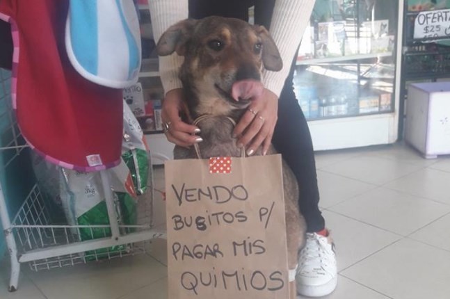 La historia de Norberto, el perrito que "vende" para poder tratarse por un cáncer | Curiosidades