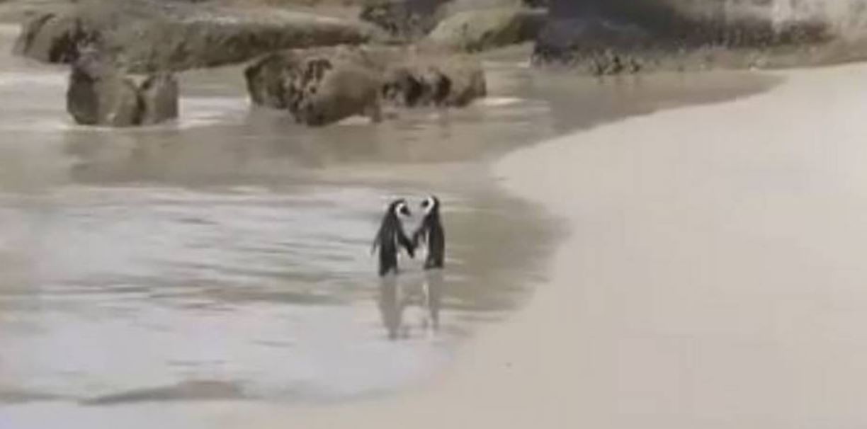 El video de dos pingüinos caminando de la mano que conmueve a los usuarios de las redes sociales | Redes