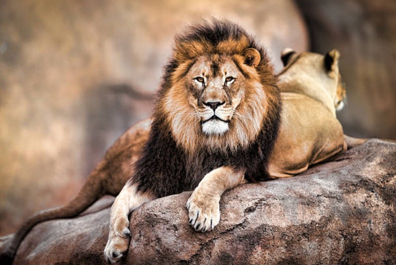 Cazaban rinocerontes y fueron devorados por una manada de leones | Internacionales