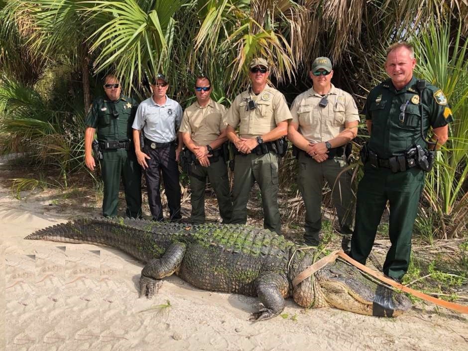 Video: atraparon un cocodrilo de 4 metros en un parque de Florida | Redes