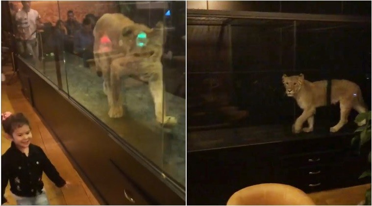 Video: en un café pusieron una leona en una jaula de acrílico | Redes