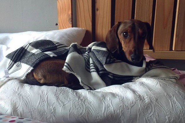 El perro salchicha que sobrevivió 6 días en el desierto luego de escapar de un avión | Redes