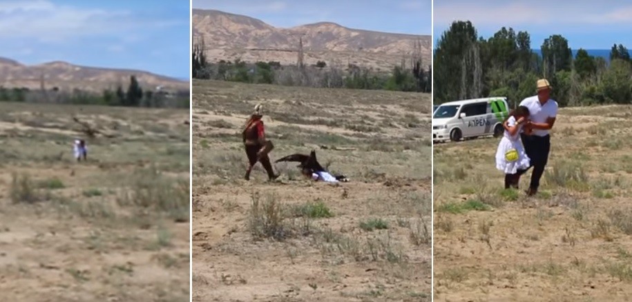 Video: águila atrapó a una nena durante un festival con aves de caza | Redes