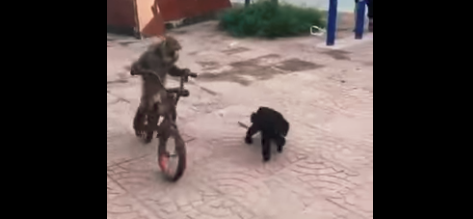Video: el mono que anda en bicicleta y se convirtió en un éxito viral | Redes