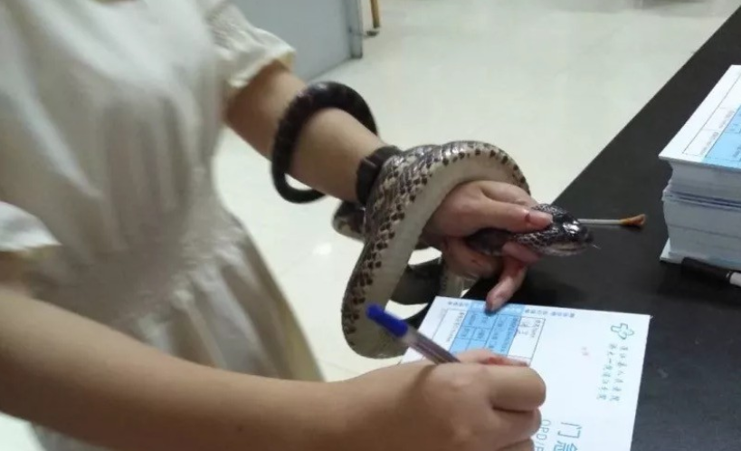 Insólito: atrapó con sus propias manos a la serpiente que la mordió y la llevó con ella al hospital | Redes