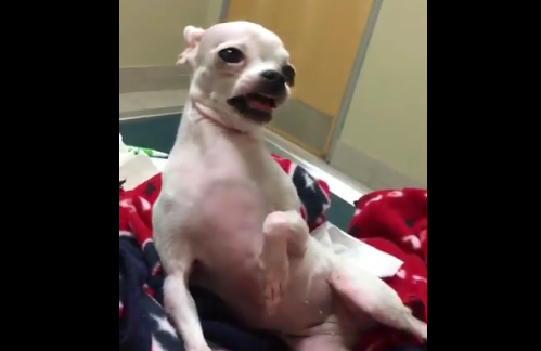 Video: así quedó un chihuahua después de ingerir accidentalmente marihuana | Redes