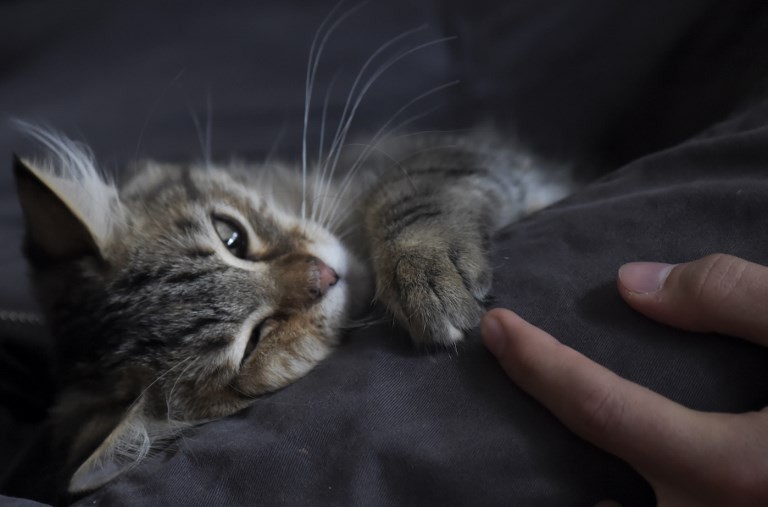Hoy es el Día Internacional del Gato pero ¿sabías que se festeja tres veces al año? | Curiosidades