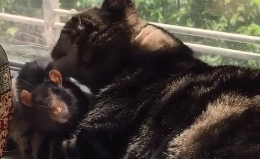 ¿Amor o preparación gastronómica? Mimos de un gato a una rata | Redes