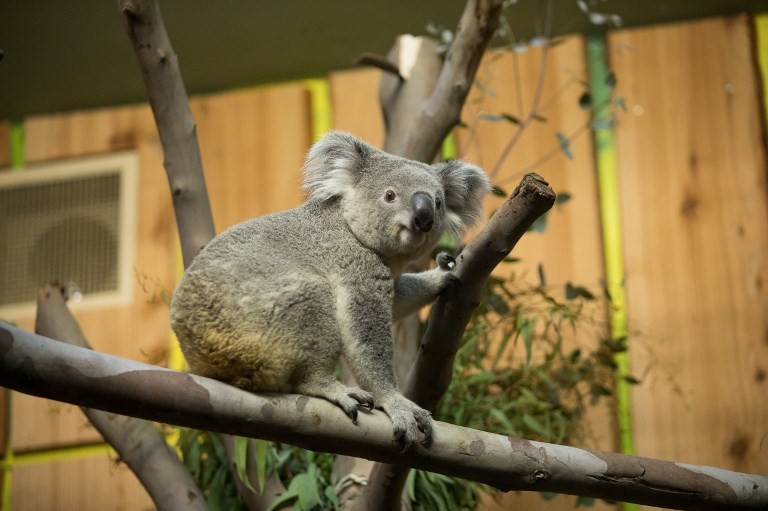 Un koala viaja a Escocia en un avión como un pasajero más | Curiosidades