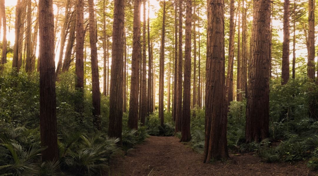Un nene de dos años fue hallado sano y salvo tras pasar tres días perdido en un bosque | Internacionales