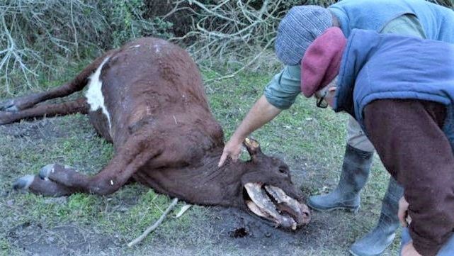 Vacas mutiladas vuelven a aparecer en Santa Fe, la gente habla del "chupacabras" | Curiosidades