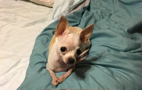 Video: la increíble reacción de un perro que comió marihuana por error | Curiosidades