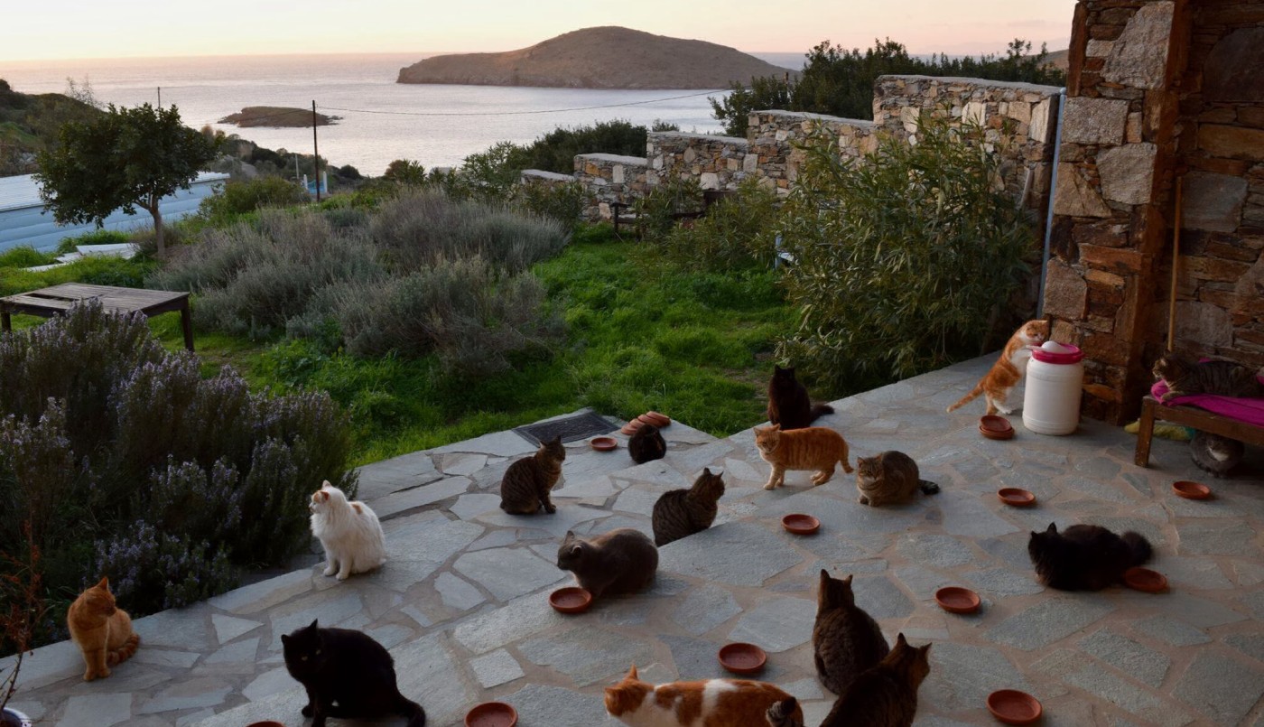 En un paraíso griego pagan sueldo y alojamiento por cuidar a estos 55 gatitos | Curiosidades