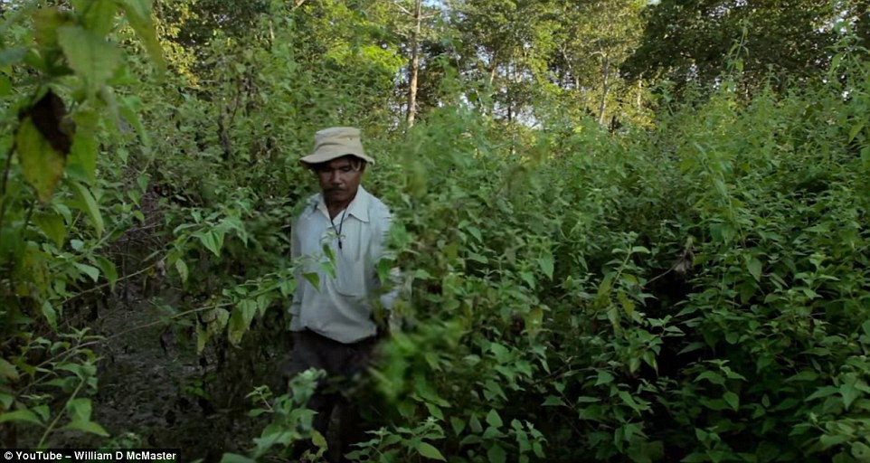 El hombre que tardó 40 años en crear un enorme bosque en un terreno baldío de India | Internacionales