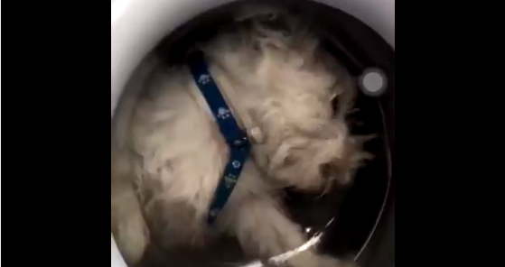 Indignación en las redes: metió a su perro en el lavarropas, lo grabó y lo compartió en Instagram | Redes