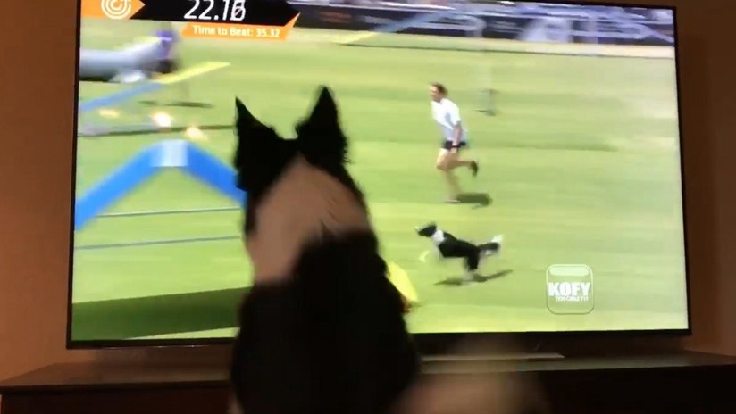 Un viral para morir de amor: la reacción de una perra cuando se ve a sí misma ganando un concurso | Redes