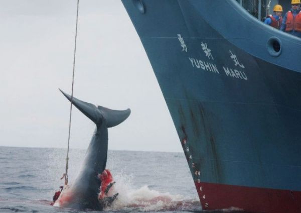 Temporada de pesca: Japón capturó 177 ballenas con "fines científicos" | Internacionales