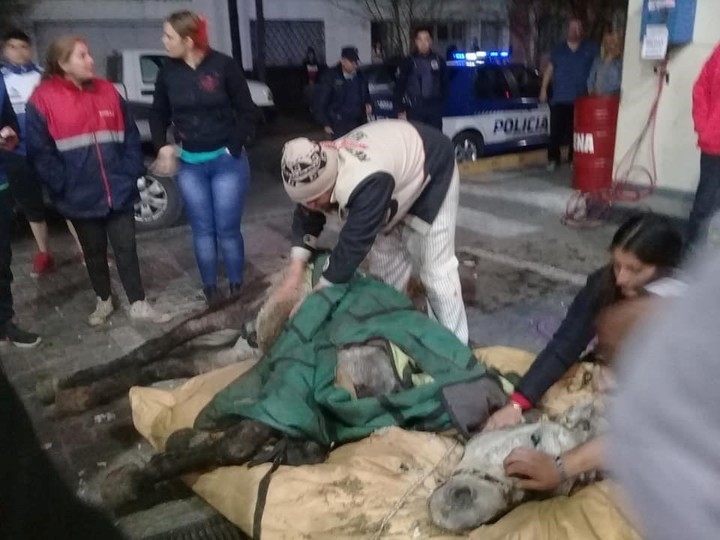Córdoba: vecinos salvaron a un caballo desnutrido que se desplomó en la calle | Actualidad