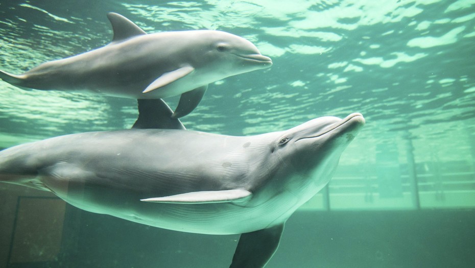 Cierran una playa de Francia por los "ataques sexuales" de un delfín | Curiosidades