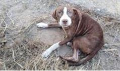 Un perro le hizo compañía toda la noche a un anciano con Alzheimer que estaba perdido | Internacionales