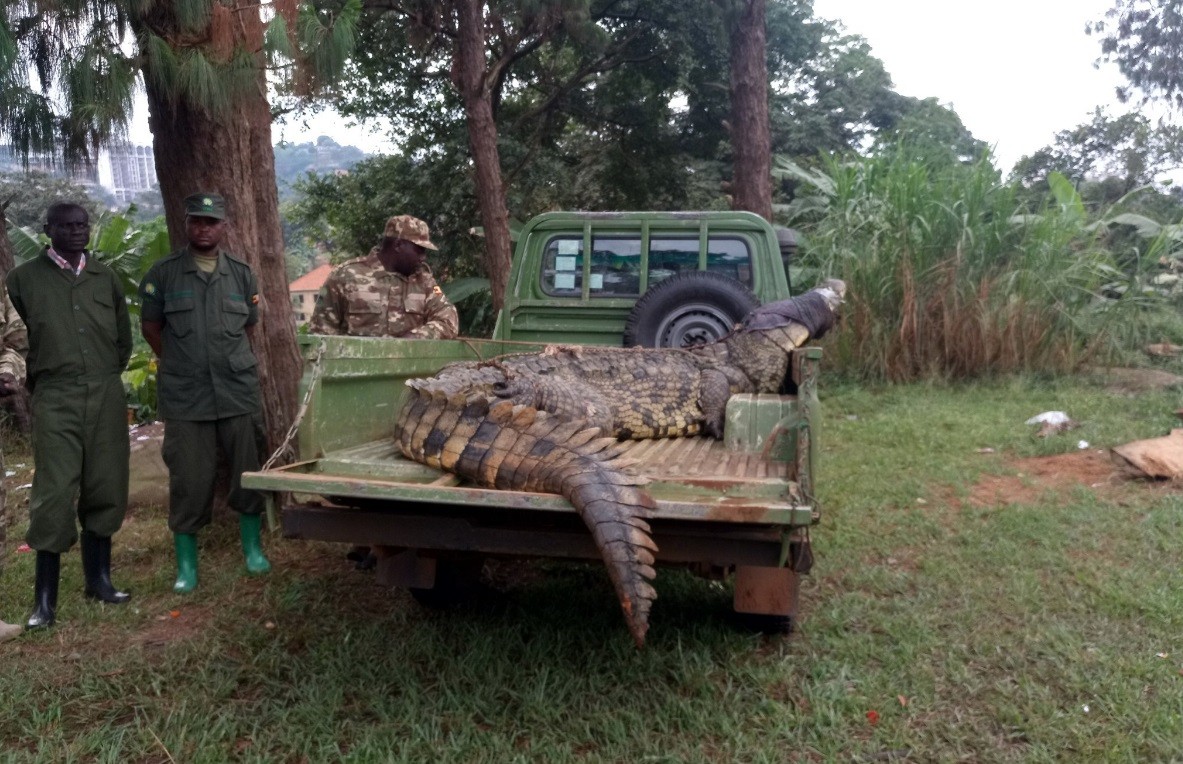Un cocodrilo gigante devoró a una mujer y a su bebé en un lago de Uganda | Internacionales