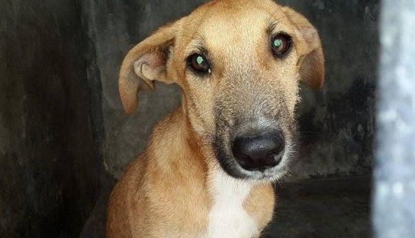 Revelan lo que sienten los perros antes de morir | Curiosidades