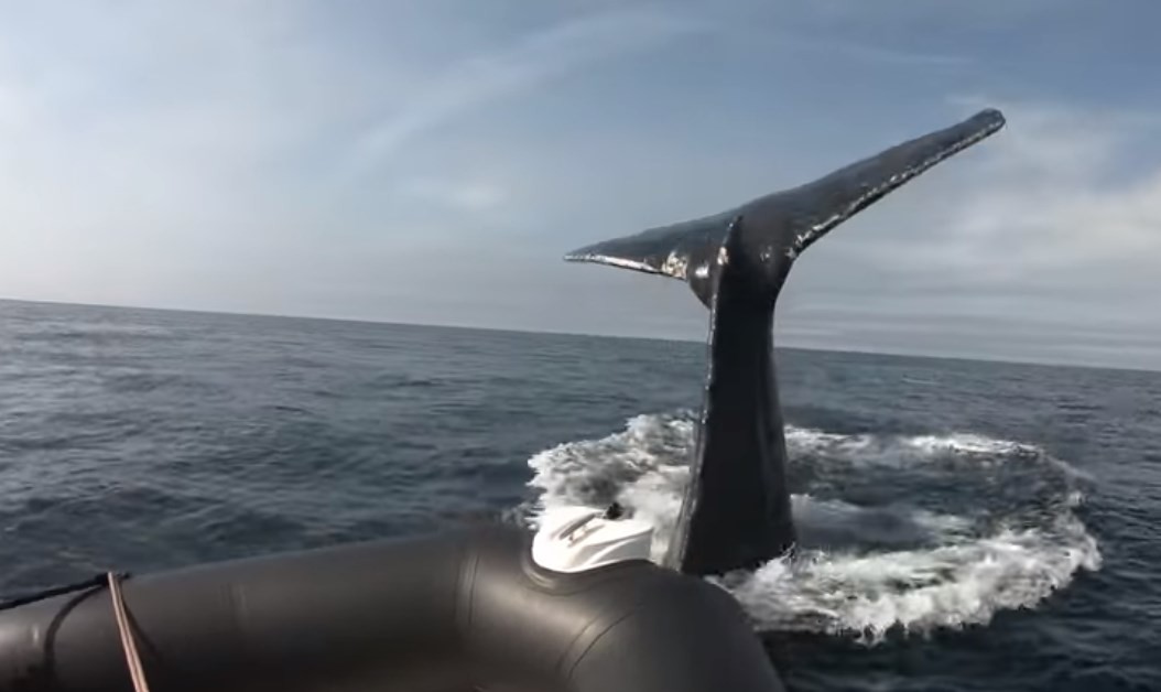 Video: el momento en que una ballena jorobada "juega" con un gomón en el medio del mar | Curiosidades