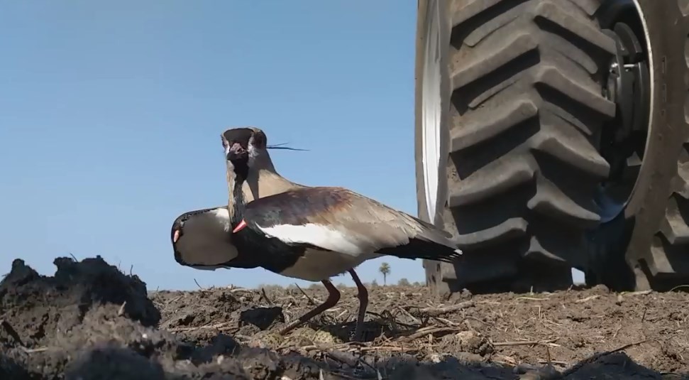 Video: así protege una mamá tero su nido en un campo en el que estaban sembrando maíz | Redes
